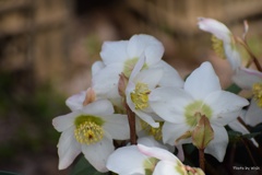 クリスマスローズ