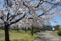 桜満開