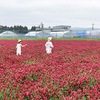 ストロベリーキャンドル