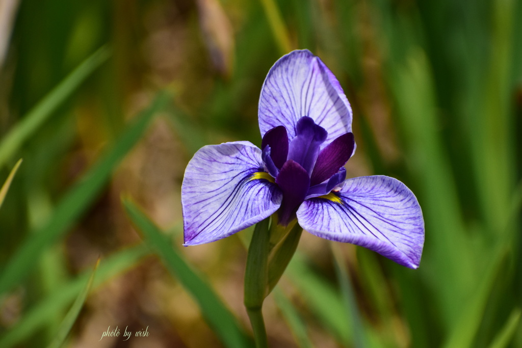花菖蒲