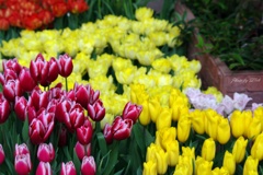 Tulip　color