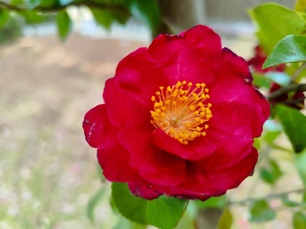 山茶花