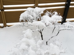 雪化粧