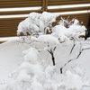 雪化粧