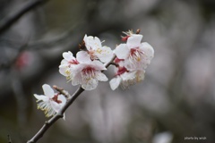 あんずの花