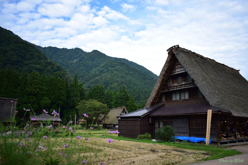 秋の菅沼合掌集落