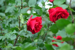 Red Rose