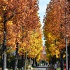 黄葉並木