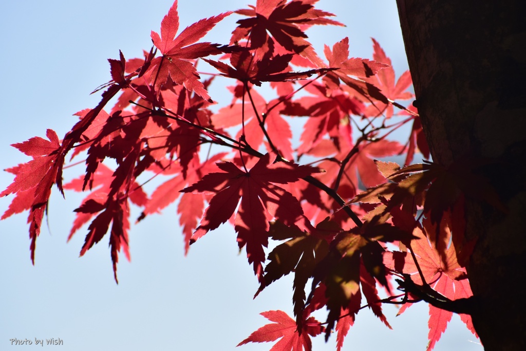 紅葉の煌めき