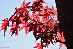 紅葉の煌めき