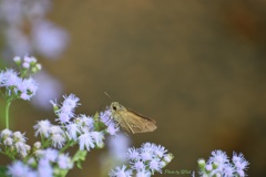 セセリチョウ