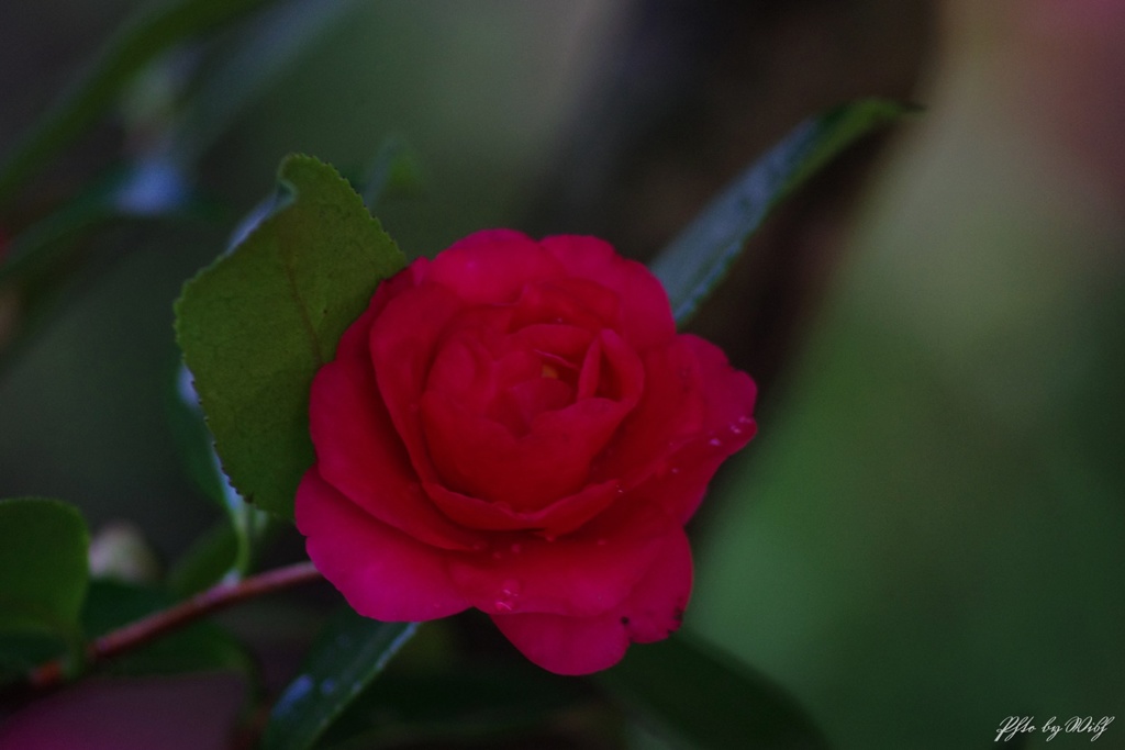 山茶花