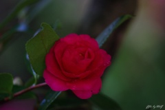山茶花