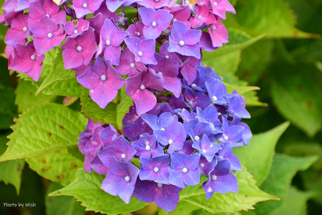 Gradation
