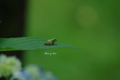 雨蛙