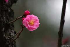 紅梅