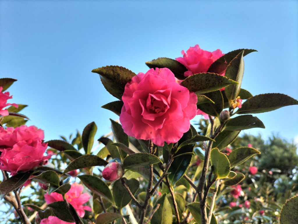 山茶花