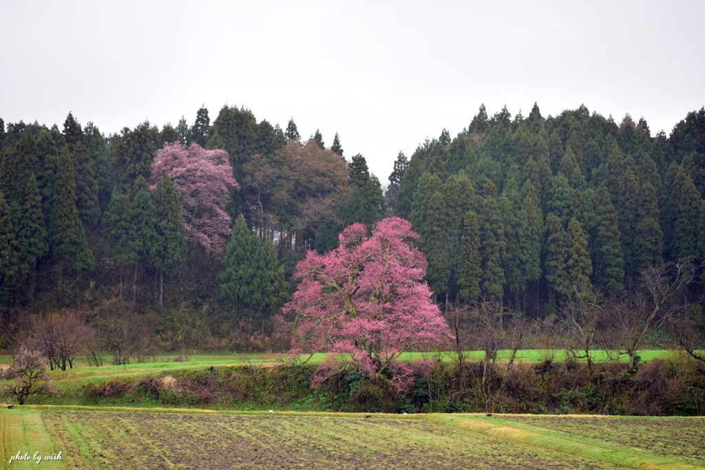 水田側から見た風景