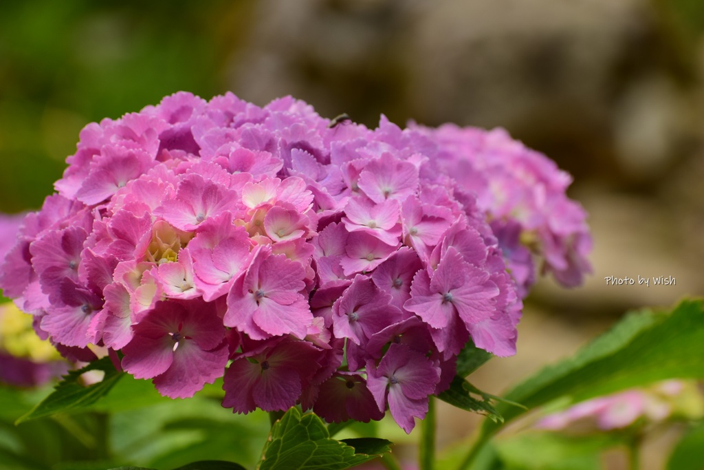 華やかな紫陽花