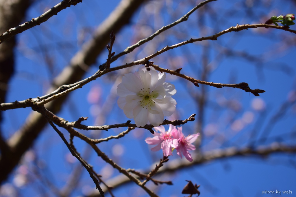 １１月に咲く十月桜