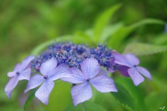 頼成の森の紫陽花