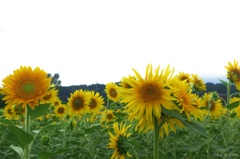 いろんなひまわりの花