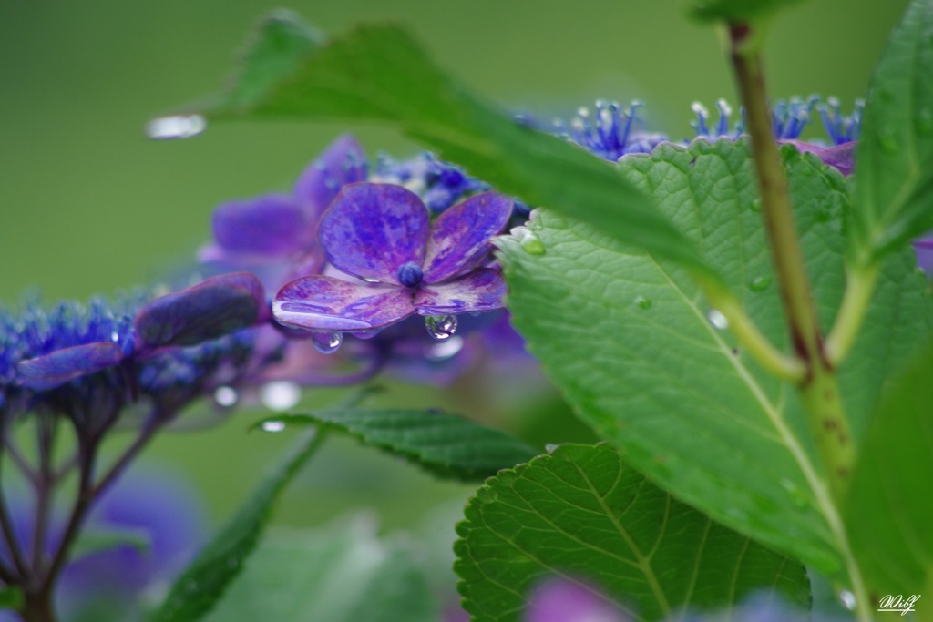 雫のレンズ