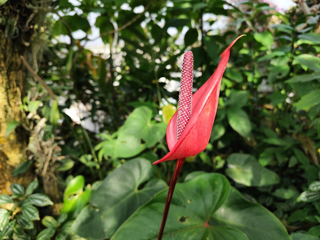 温室に咲く花