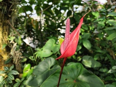 温室に咲く花