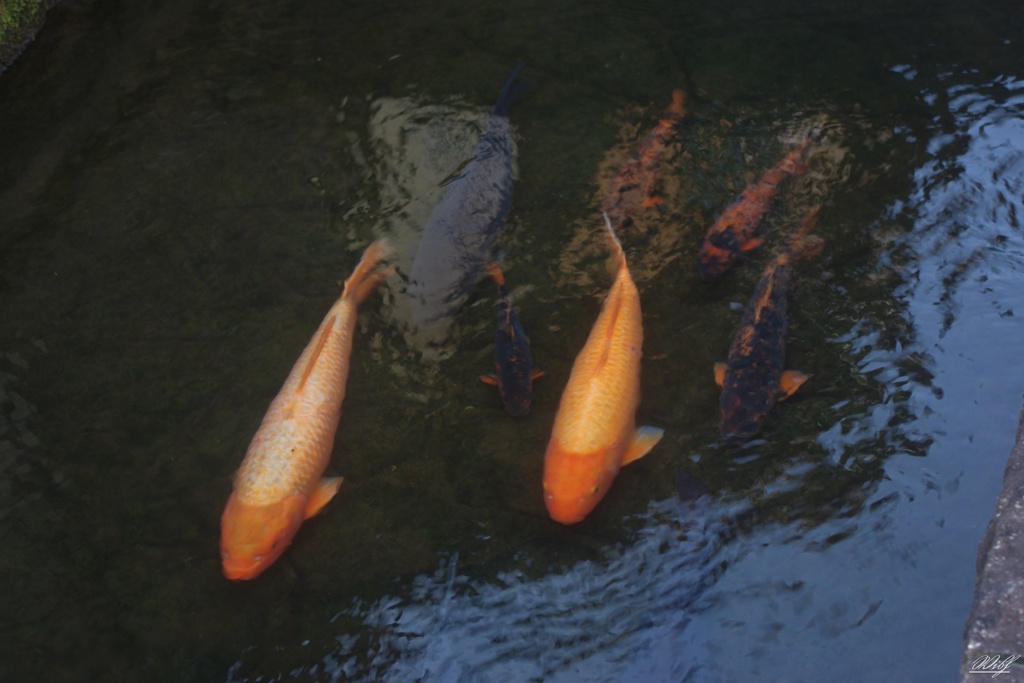 瀬戸川に泳ぐ鯉