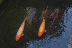 瀬戸川に泳ぐ鯉