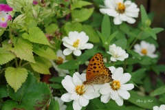 ツマグロヒョウモン