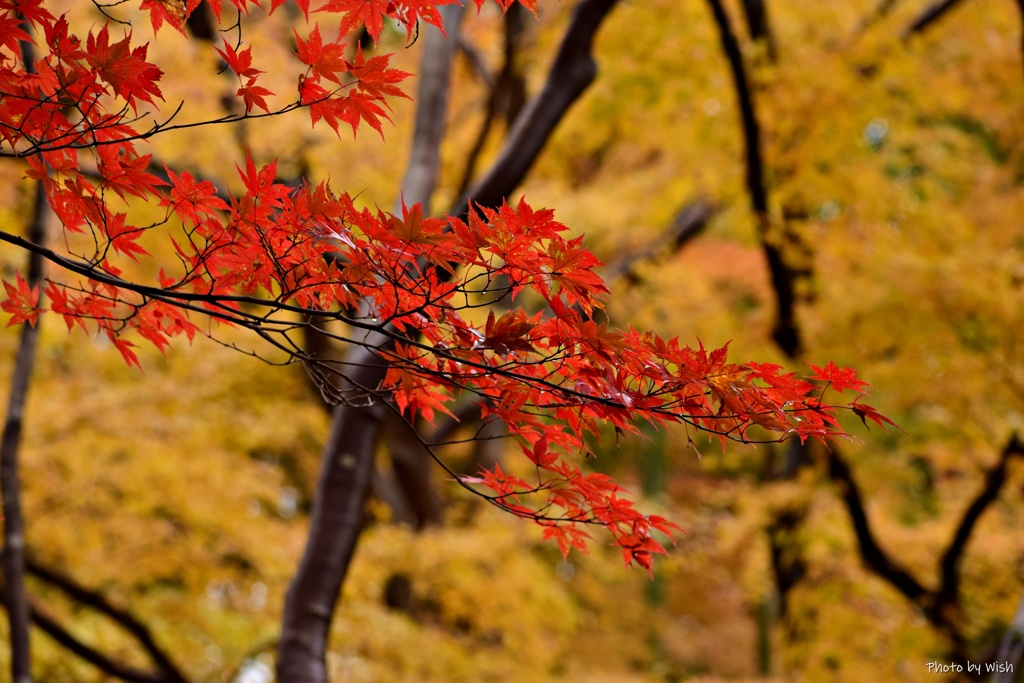 紅色熟す