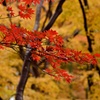 紅色熟す