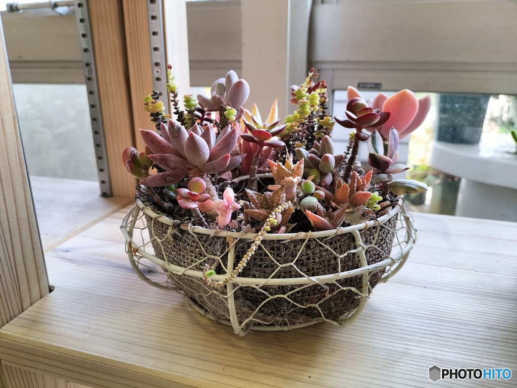 寄せ植え