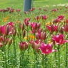 ゆりの花③