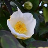 椿