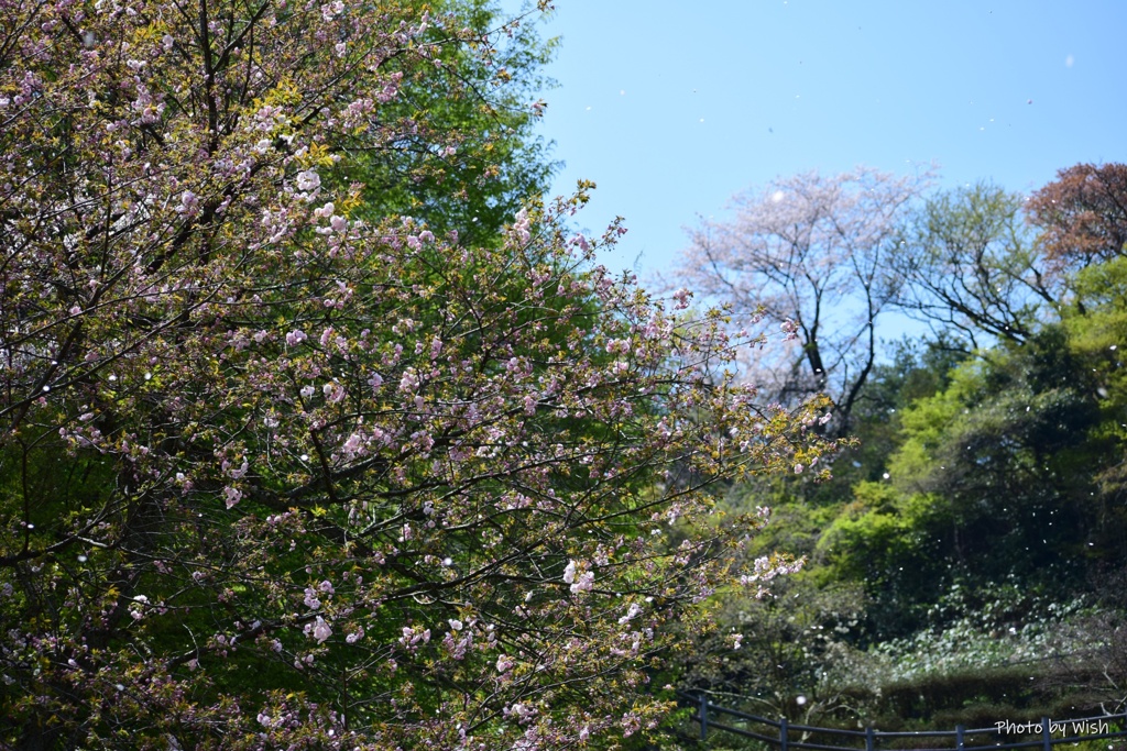 花弁が舞う