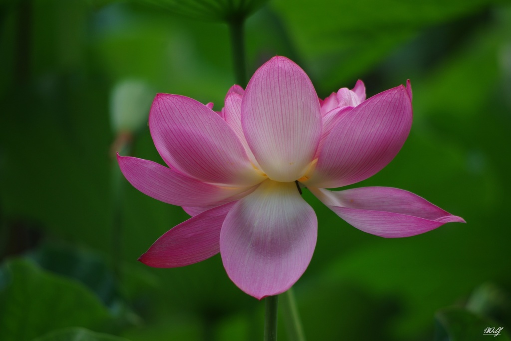 花弁を広げて