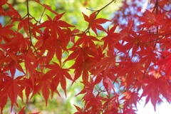 紅葉日和