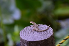 爬虫類