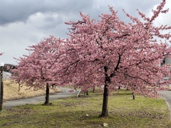 満開の桜木