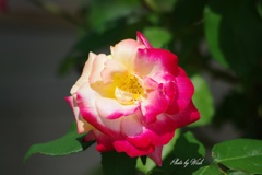 5月の薔薇