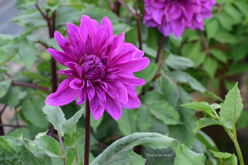 dahlia
