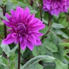 dahlia