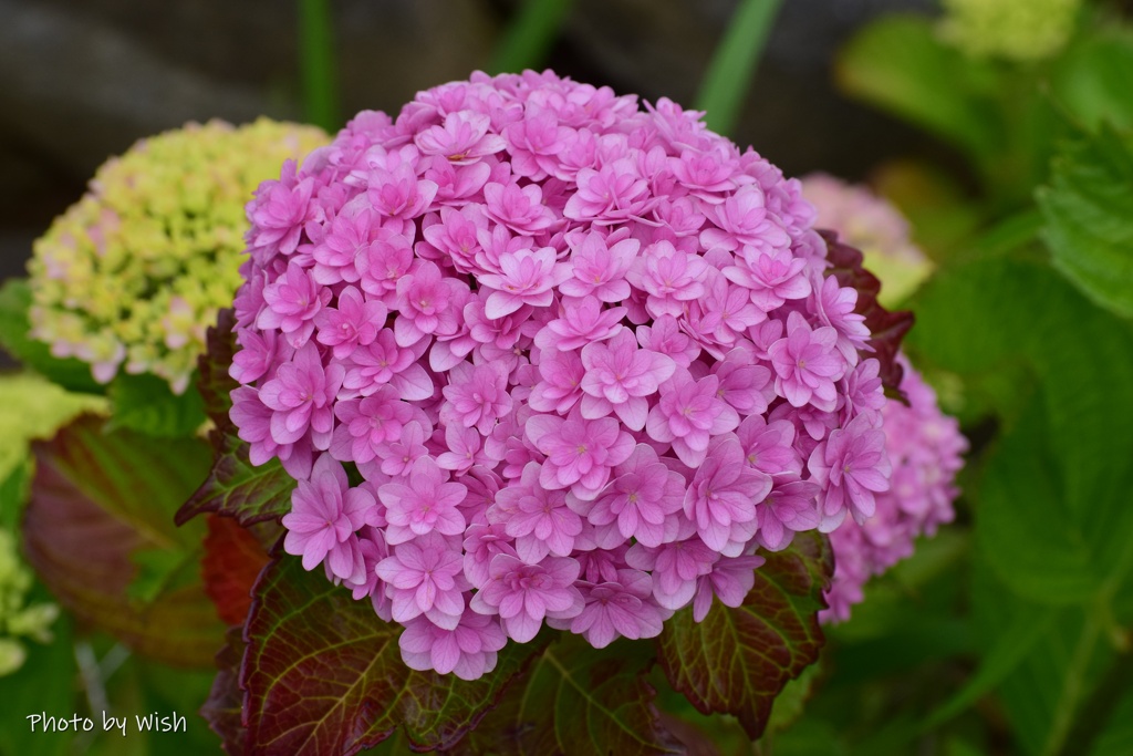 ピンク色の紫陽花
