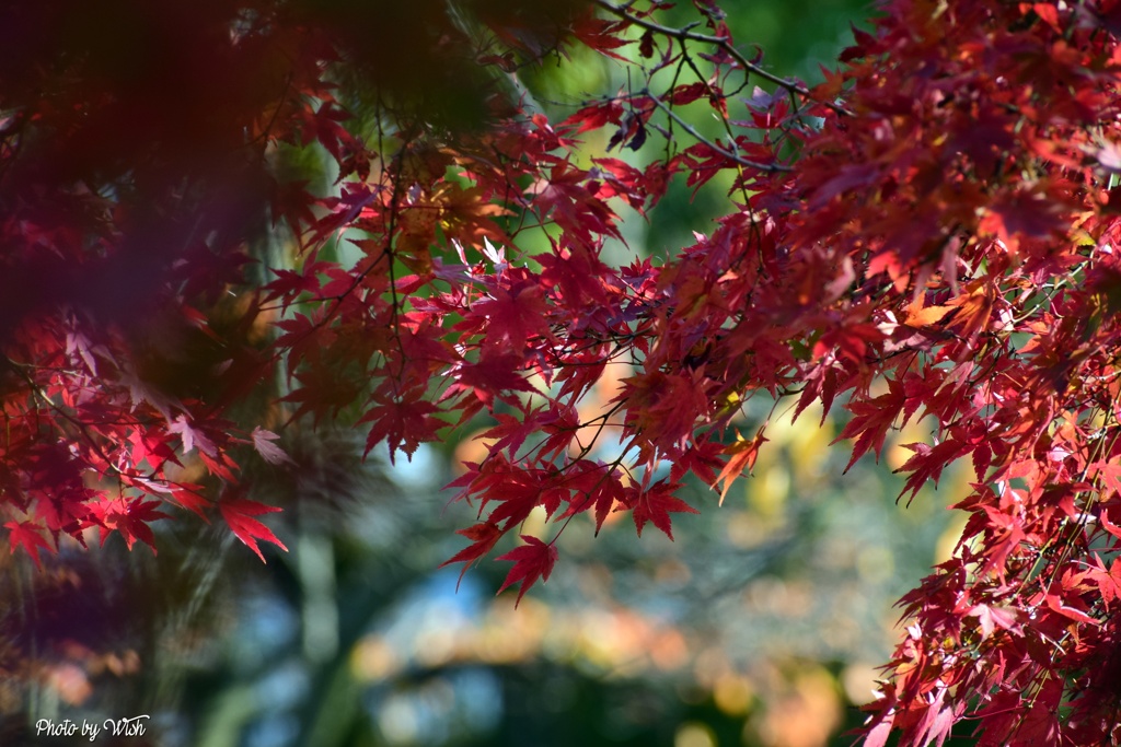 紅葉に染まる
