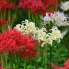 2色の彼岸花