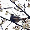 桜と鵯