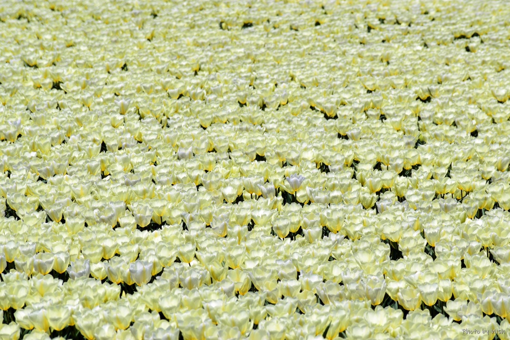 艶やかな花の絨毯